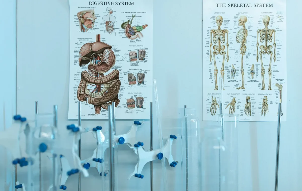 Kemik İçi Basınç Artışı ve Femur Başı Avasküler Nekrozu
